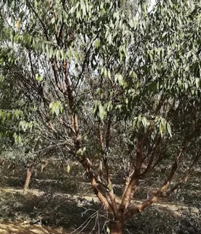 treated almond trees