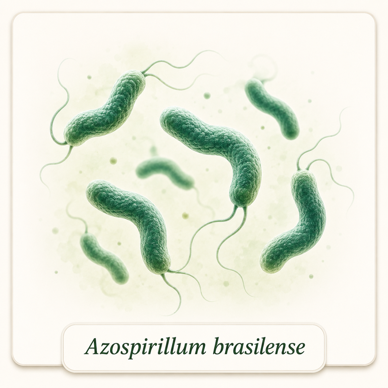 Azospirillum