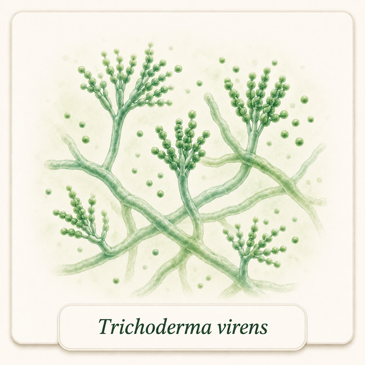 Trichoderma virens